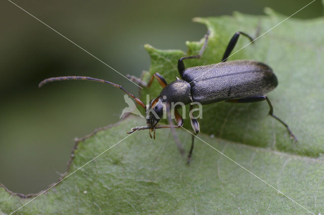 Grammoptera ruficornis