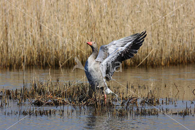 Grauwe Gans (Anser anser)