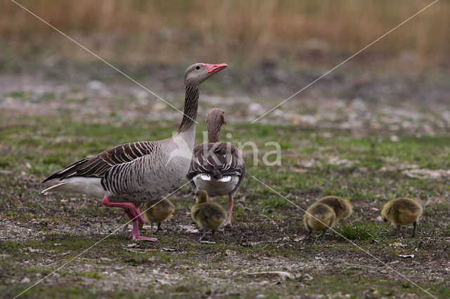 Grauwe Gans (Anser anser)