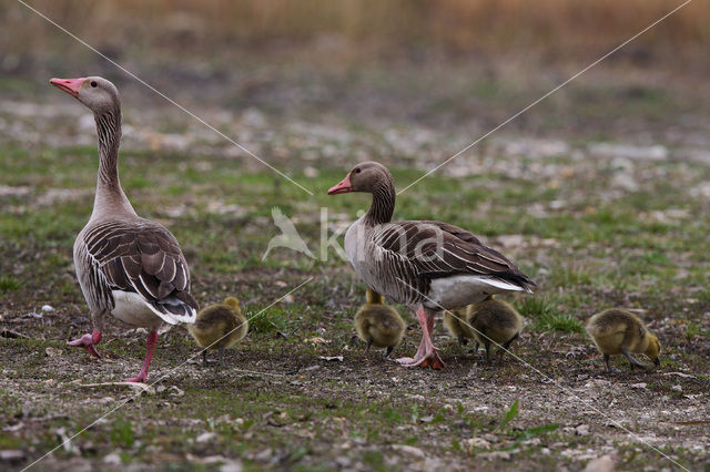 Grauwe Gans (Anser anser)