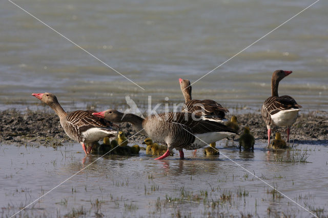 Grauwe Gans (Anser anser)