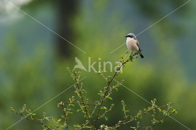 Grauwe Klauwier (Lanius collurio)