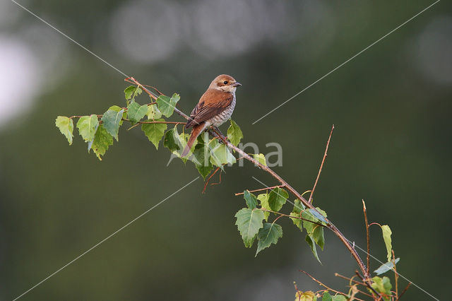 Grauwe Klauwier (Lanius collurio)