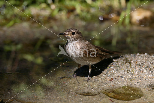 Grauwe Vliegenvanger (Muscicapa striata)