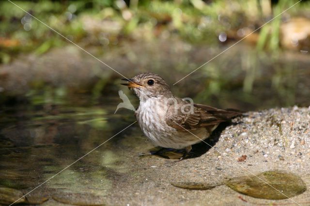 Grauwe Vliegenvanger (Muscicapa striata)