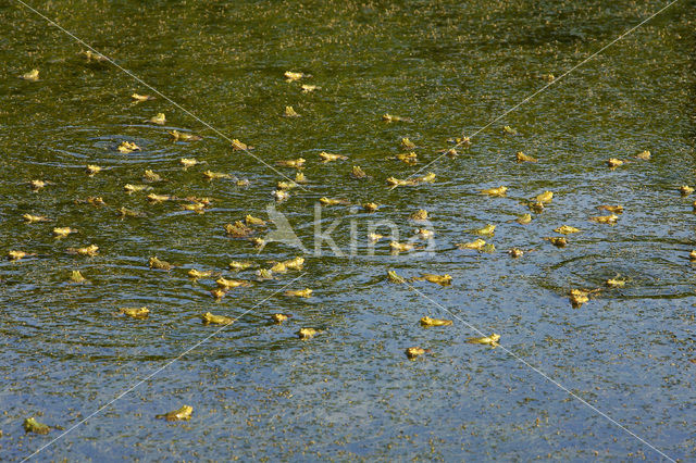 Groene kikker (Rana esculenta)