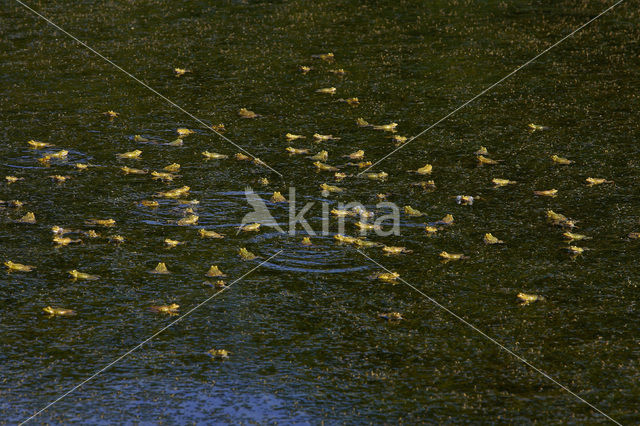 Groene kikker (Rana esculenta)