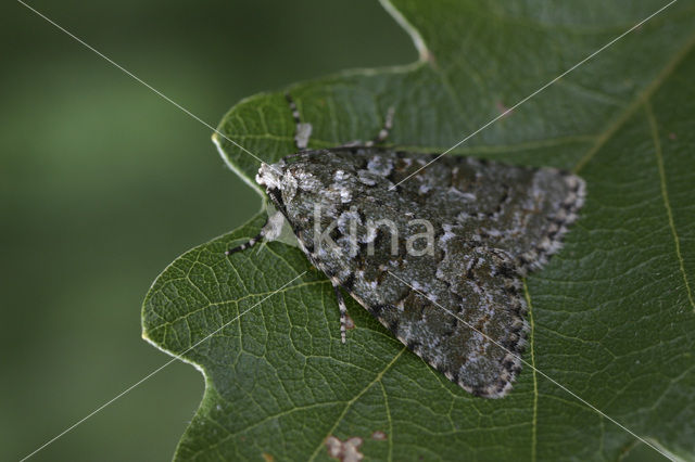 Groene korstmosuil (Cryphia muralis)