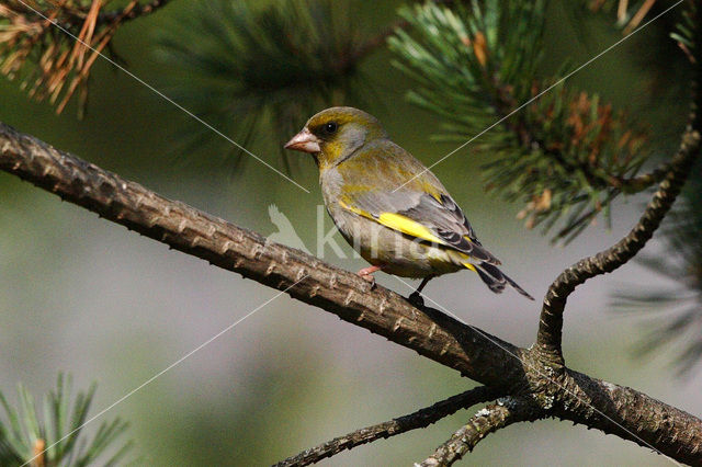 Groenling (Carduelis chloris)