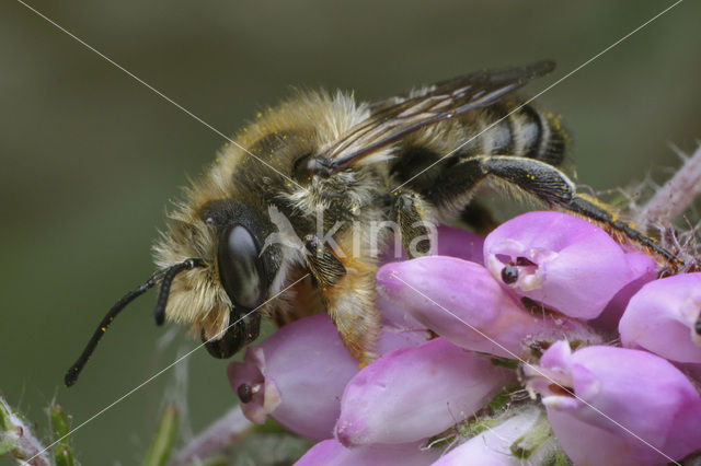 Grote bladsnijder (Megachile willughbiella)