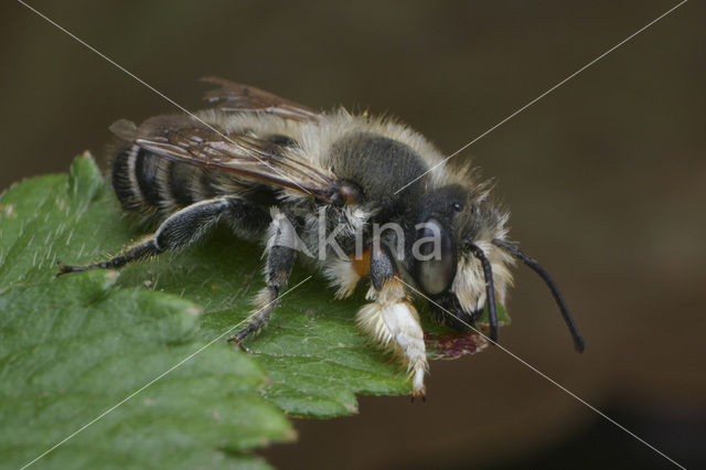 Grote bladsnijder (Megachile willughbiella)