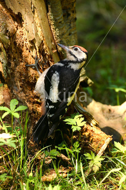 Grote Bonte Specht (Dendrocopos major)