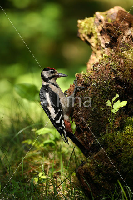 Grote Bonte Specht (Dendrocopos major)