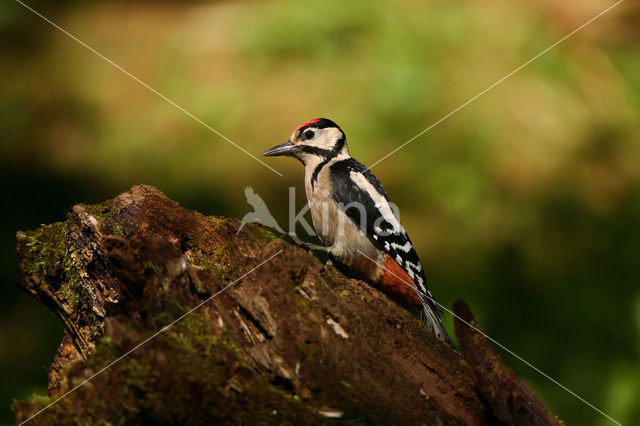 Grote Bonte Specht (Dendrocopos major)