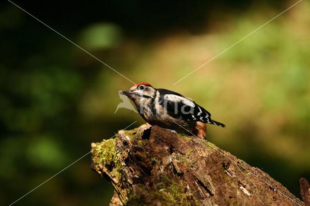 Grote Bonte Specht (Dendrocopos major)