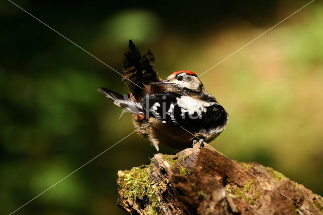 Grote Bonte Specht (Dendrocopos major)