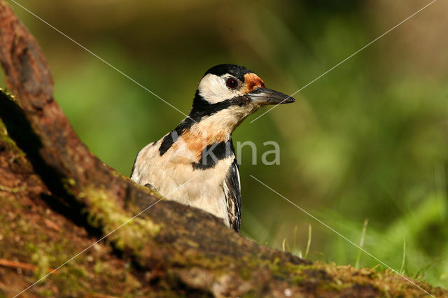 Grote Bonte Specht (Dendrocopos major)