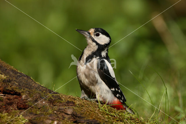 Grote Bonte Specht (Dendrocopos major)