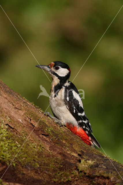 Grote Bonte Specht (Dendrocopos major)