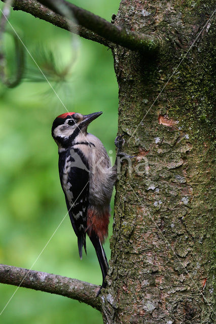 Grote Bonte Specht (Dendrocopos major)