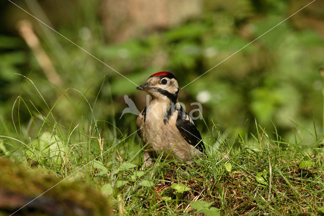 Grote Bonte Specht (Dendrocopos major)