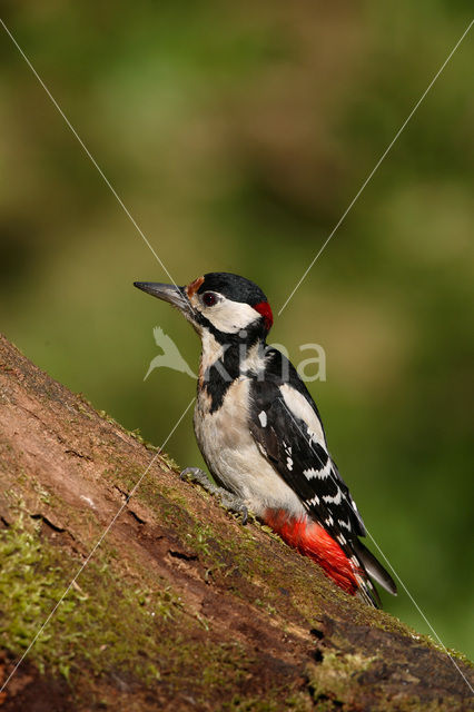 Grote Bonte Specht (Dendrocopos major)