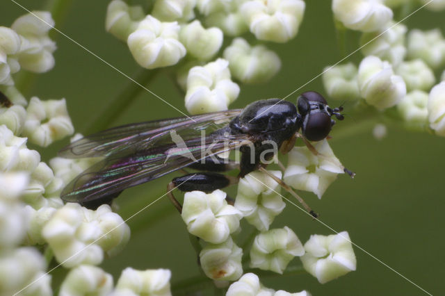 Grote Bronzwever (Sphegina sibirica)