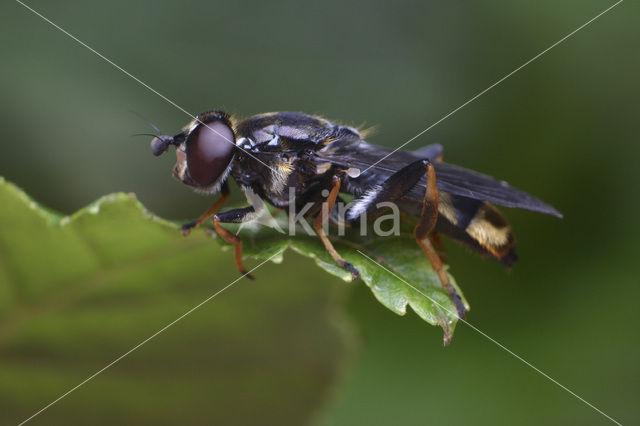 Grote gouden bladloper (Xylota sylvarum)