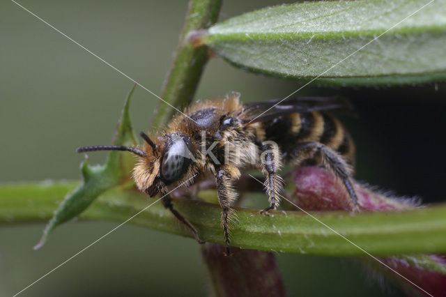 Grote klokjesbij (Chelostoma rapunculi)