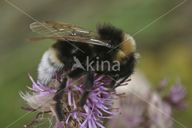 Vestal cuckoo bee (Bombus vestalis)