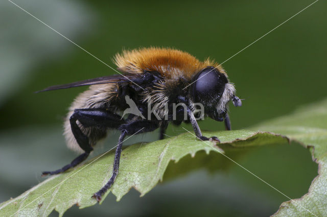 Grote narcisvlieg (Merodon equestris)