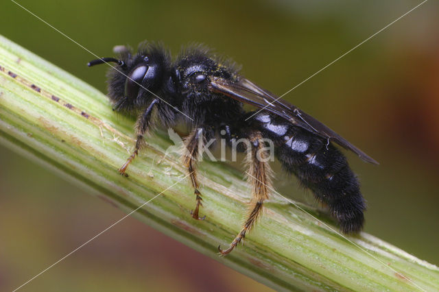 Grote roetbij (Panurgus banksianus)