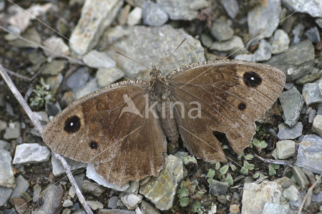 Grote saterzandoog (Satyrus ferula)