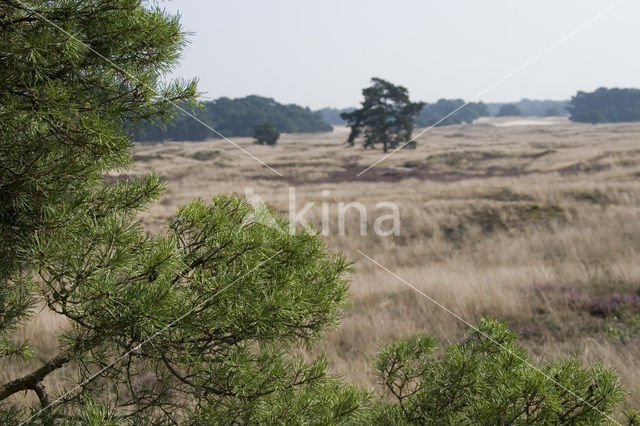 Grove den (Pinus sylvestris)