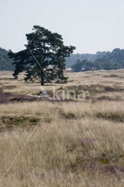 Grove den (Pinus sylvestris)