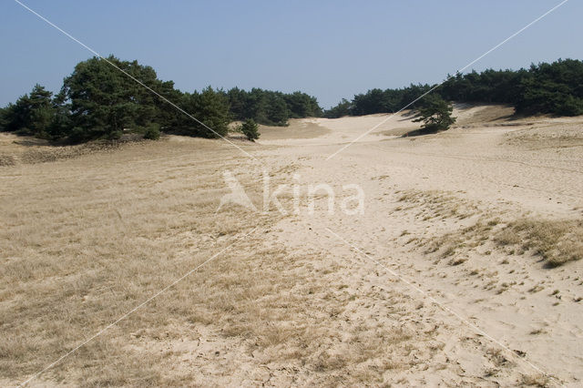 Grove den (Pinus sylvestris)