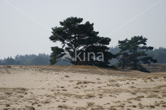 Grove den (Pinus sylvestris)