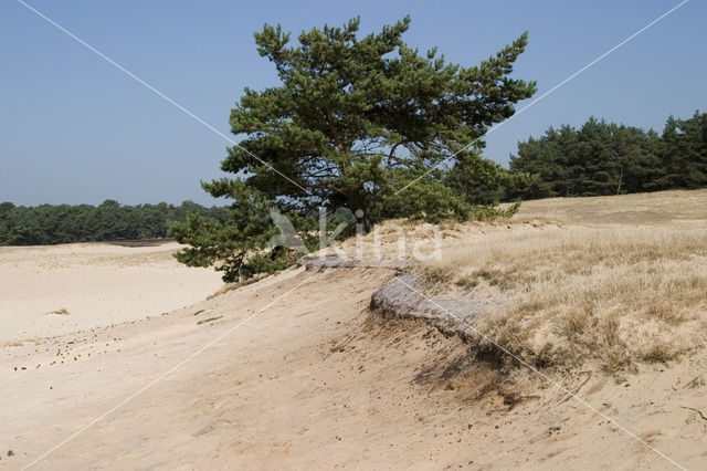 Grove den (Pinus sylvestris)