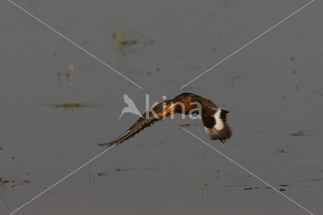 Grutto (Limosa limosa)