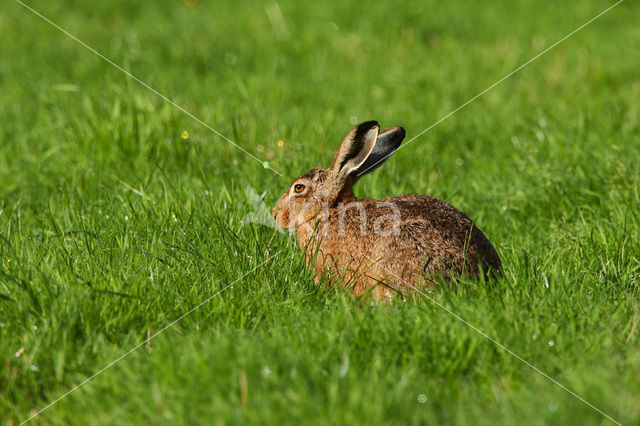 Haas (Lepus europaeus)