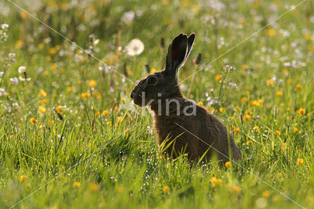 Haas (Lepus europaeus)