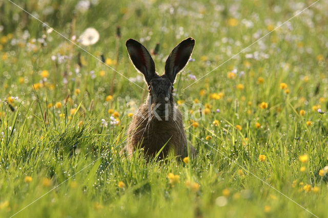 Haas (Lepus europaeus)