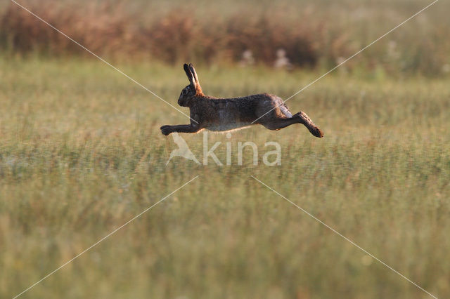 Haas (Lepus europaeus)