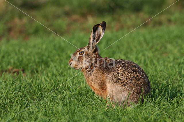 Haas (Lepus europaeus)