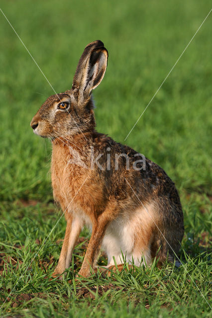 Haas (Lepus europaeus)