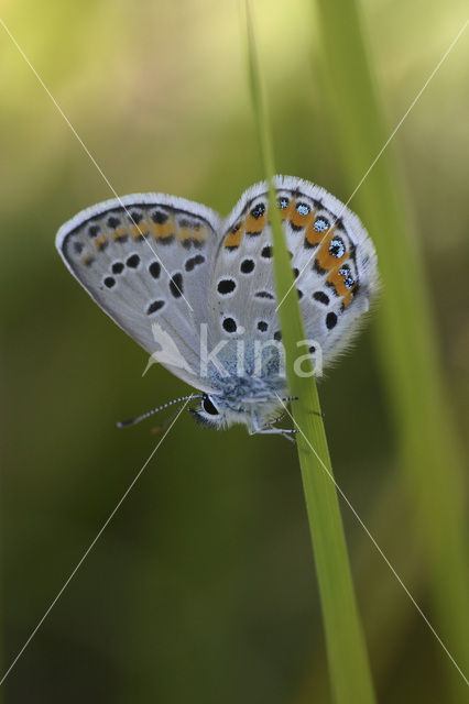 Heideblauwtje (Plebejus argus)