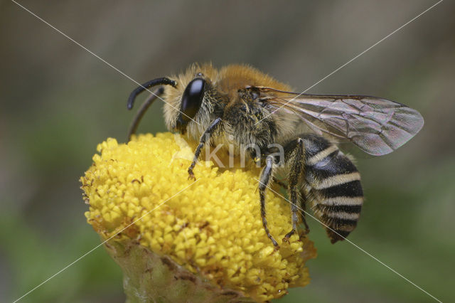 Heidezijdebij (Colletes succinctus)