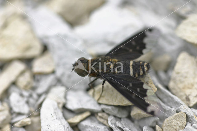 Hemipenthes sp.