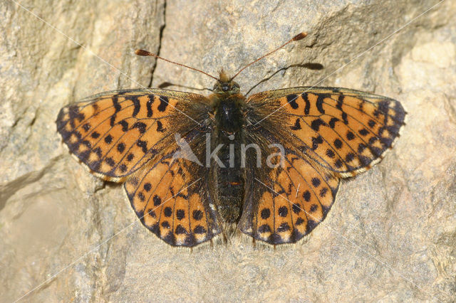 Herdersparelmoervlinder (Boloria pales)