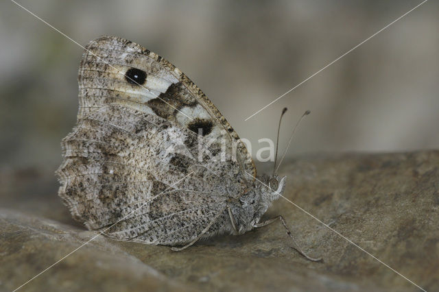 The Hermit (Chazara briseis)